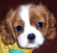 /album/fotogaleria/kavalier-king-charles-spaniel-jpg/